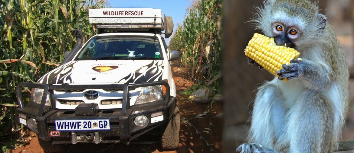 Monkey Food Emergency During COVID-19 Lockdown