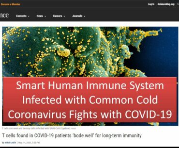 Smart Human Immune System Infected with Common Cold Coronavirus Fights with COVID-19