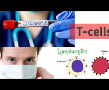 Covid-19 update || Covid-19 immunity cells ||Antibodies Lymphocytes