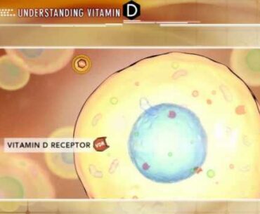 Understanding Vitamin D