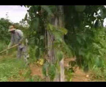 Nutrilite Vitamins - Certified Organic Brazil Farms - www.amway.ca/tscglobalcoltd