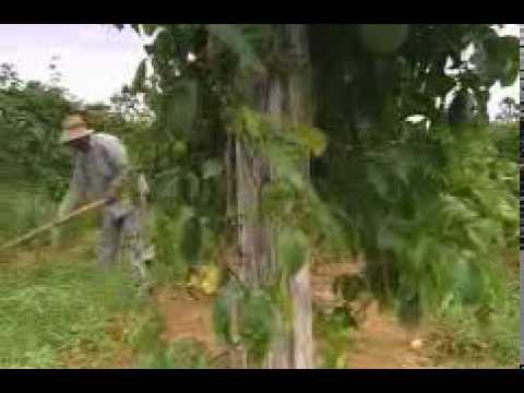 Nutrilite Vitamins - Certified Organic Brazil Farms - www.amway.ca/tscglobalcoltd