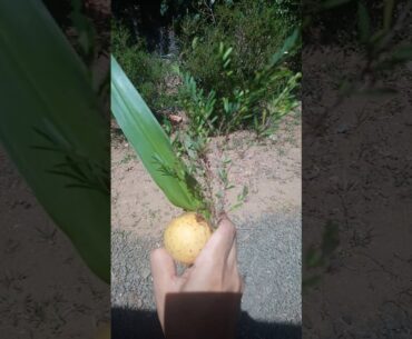 COVID -2020 -CORONA,  PREVENTION AND TREATMENT BY BOOSTING IMMUNITY BY NATURAL HERBS,, GOOD DIET,