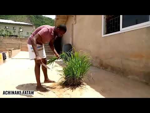 Herbs to boost your immune system against corona virus