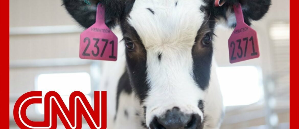 How cows could by key to combatting coronavirus