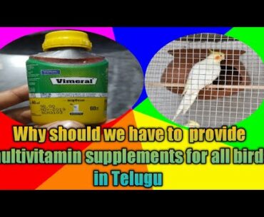 Why should we have to give multivitamin supplements for bird in telugu