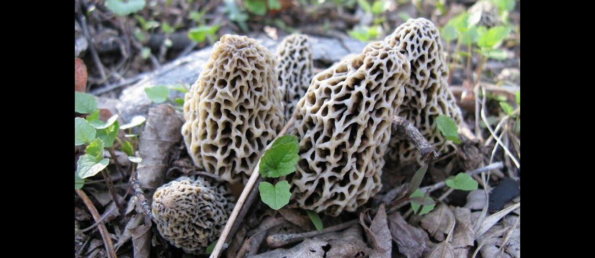 Video 21 of SalesVision's Business Games 100 Day, $100 Challenge