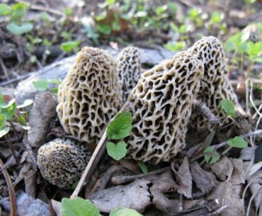 Video 21 of SalesVision's Business Games 100 Day, $100 Challenge