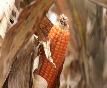 Naturally nutritious corn fights vitamin A deficiency in Africa