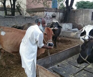 How to give vitamins to animals