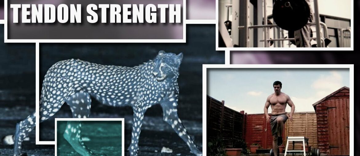 Tendon Training - Tendons Like Steel Cables!