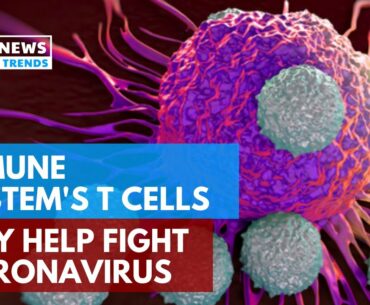 Immune System’s T Cells May Help Fight Coronavirus