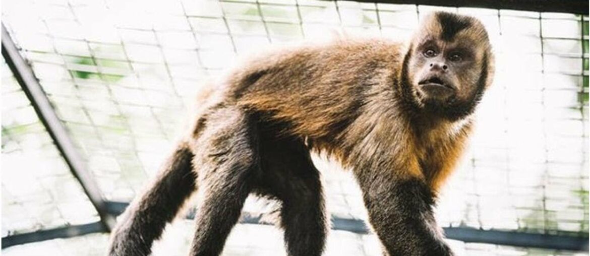 Coronavirus breakthrough: Monkeys develop IMMUNITY to COVID-19 in successful new study- NASA News