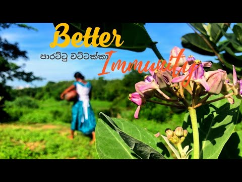 Better Immunity  pumpkin rotis with spicy tuna curry,pumpkin soup with spicy pumpkin,pumpkin dodol