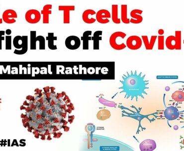 What are T cells? Role of T-cells to fight off COVID19 explained, Current Affairs 2020 #UPSC2020