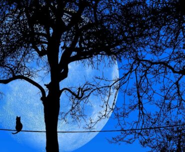 Nature Beauty || Amazing Nature || 4K