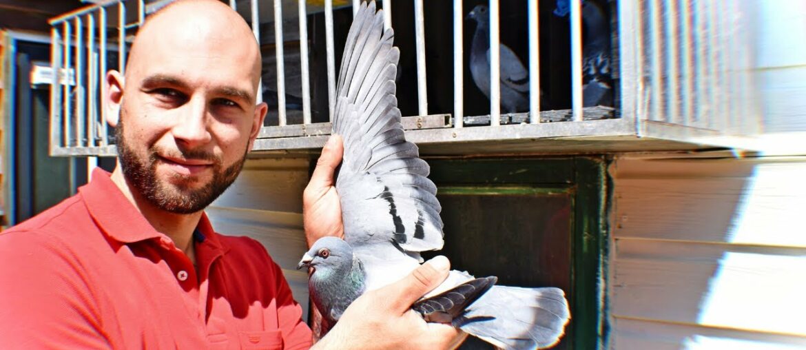 Racing Pigeons explained with supplements