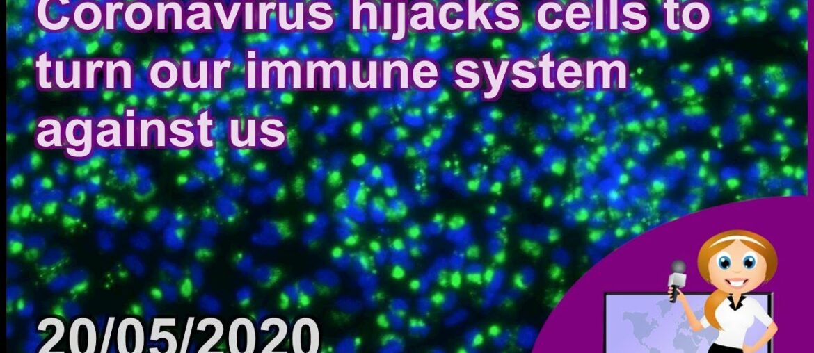 Coronavirus hijacks cells to turn our immune system against us