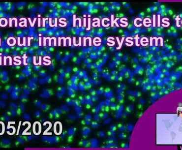 Coronavirus hijacks cells to turn our immune system against us