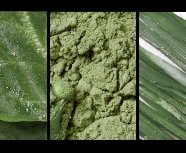 Behind The Scenes | Making Ladder Superfood Greens