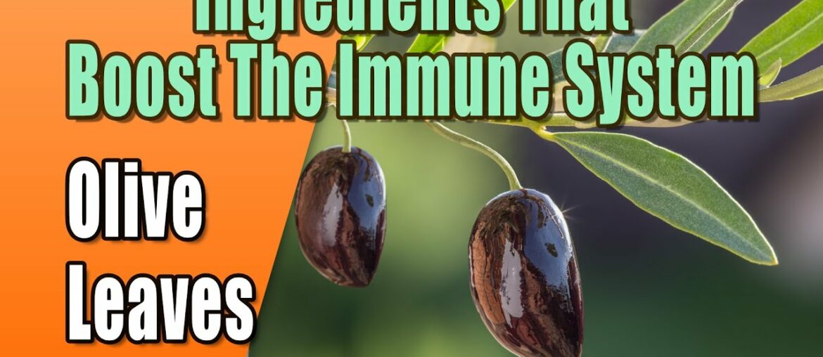 Foods That Boost The Immune System - Olive Leaves