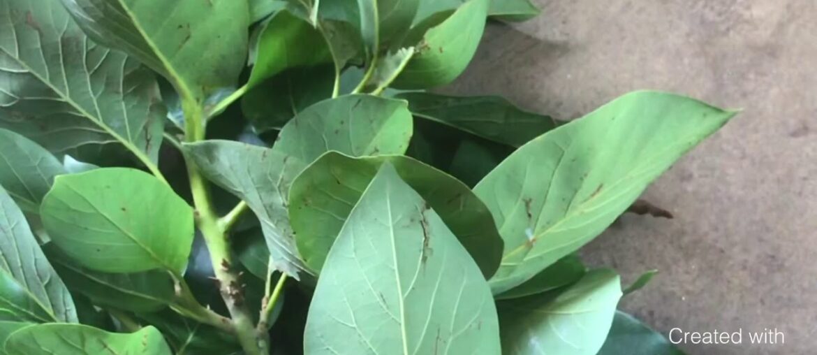 GHANAIAN FINDS A POSSIBLE REMEDY FOR COVID-19. THESE HERBS ARE THE BEST FOR BOOSTING IMMUNE SYSTEM.