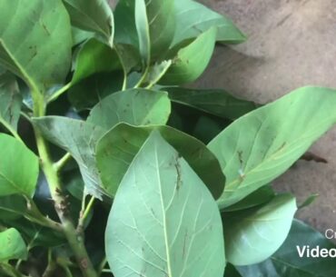 GHANAIAN FINDS A POSSIBLE REMEDY FOR COVID-19. THESE HERBS ARE THE BEST FOR BOOSTING IMMUNE SYSTEM.