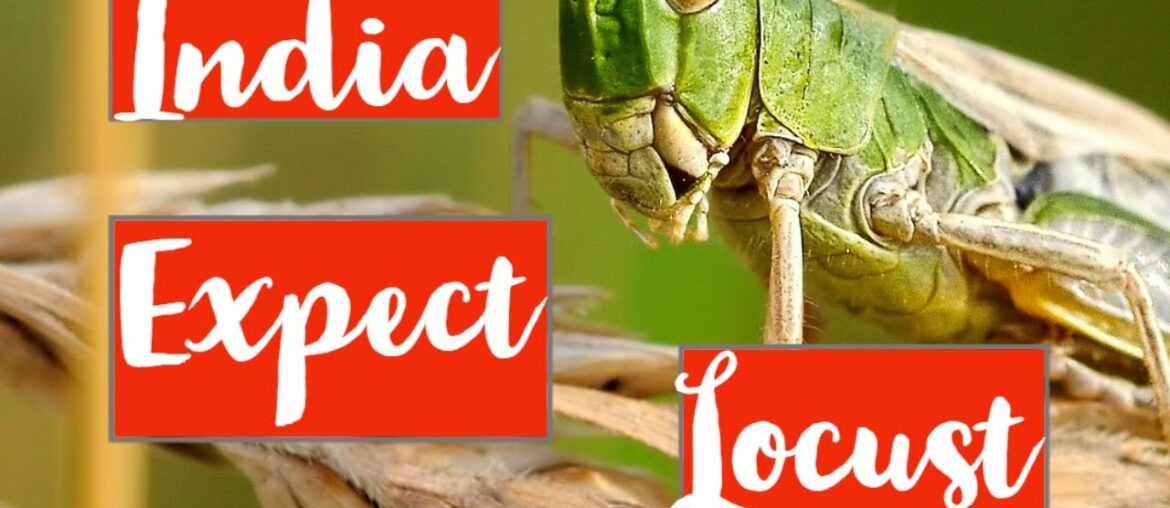 India LOCUST Invasion - Food Shortage - 2020