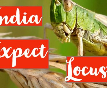 India LOCUST Invasion - Food Shortage - 2020