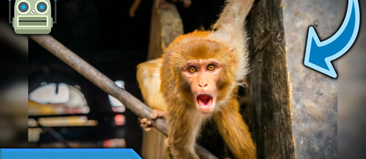 Studies In Monkeys Show That Coronavirus Immunity Holds Up In Vaccine Treatments...