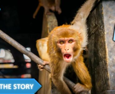 Studies In Monkeys Show That Coronavirus Immunity Holds Up In Vaccine Treatments...