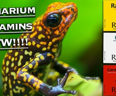 Importance Of Supplements for POISON DART FROGS.  RANARIUM VITAMINS FTW!!!!!