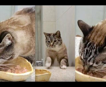 Handmade Custom Ceramic Cat Bowl Design Wide Enough For Whiskers Special Supper Dinner at 3AM