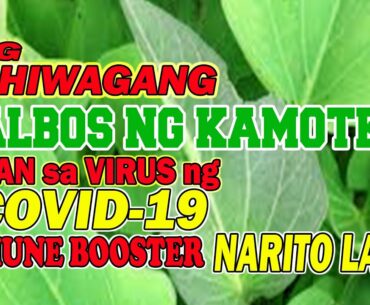 NATURAL REMEDY - IMMUNE BOOSTER TALBOS NG KAMOTE  ANTI COVID 19
