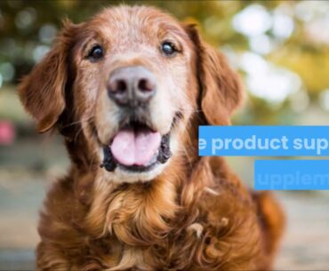 5 of The Best Vitamin Supplements for Senior Dogs