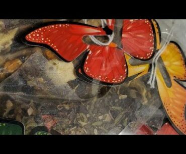 Herbal Things - Vitamin C Pack Tea