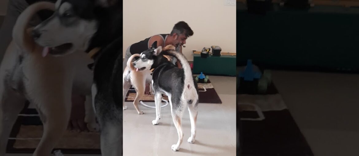 Instant Immunity From Corona Virus. ft. Combai, Shepsky, Saint and Human