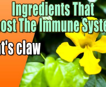 Ingredients That Boost The Immune System - Cat's claw