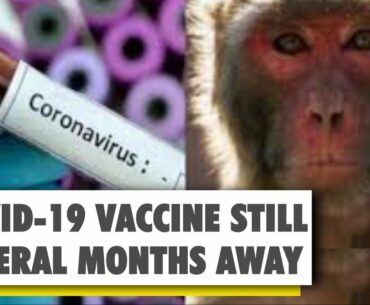 Monkeys infected with COVID-19 develop immunity in studies | WION
