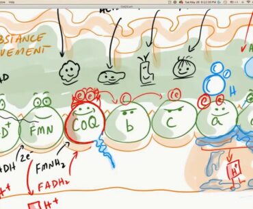 CoQ10 - Coenzyme Q, Electron Transport Chain