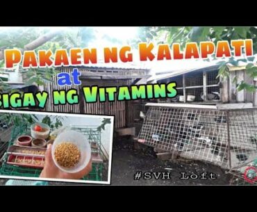 PAKAEN NG KALAPATI AT VITAMINS NG KALAPATI
