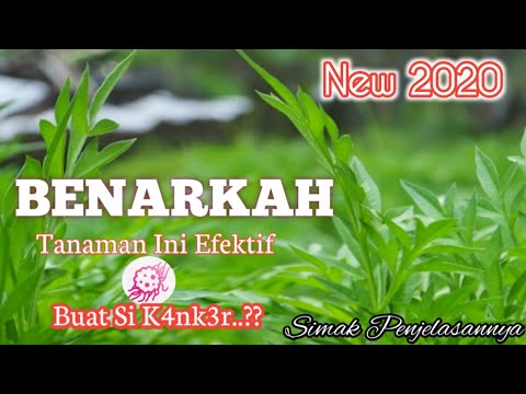 Nutrisi Kenikir||Efektifkah Atasi Si K4nk3r?||New 2020