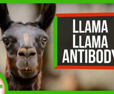 Fighting COVID-19 With... Llamas?!