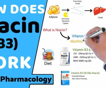 How does Niacin (B3) Work? (+ Pharmacology)