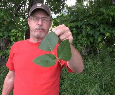 How to never have a serious poison ivy rash again