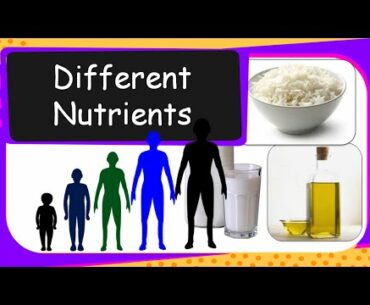 Science - Human Food & Nutrients - English