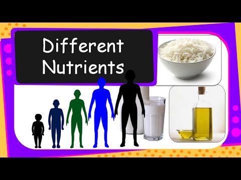 Science - Human Food & Nutrients - English