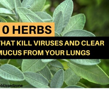 10 Herbs That Kill Viruses and Clear Mucus from Your Lungs