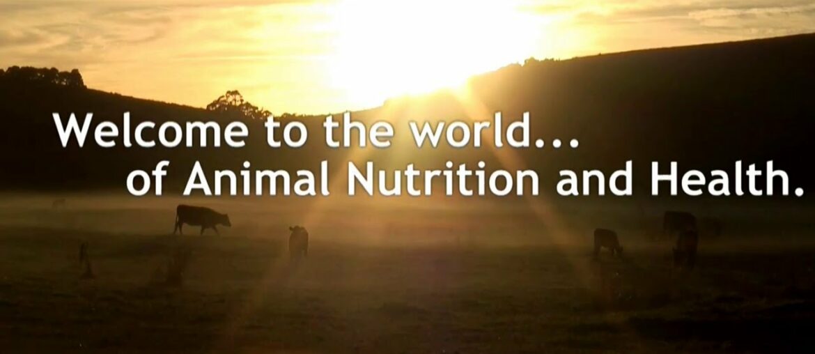 DSM in Animal nutrition & health