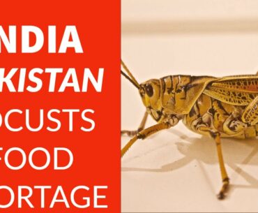 World Food Shortage | India Awaits Locusts | 2020